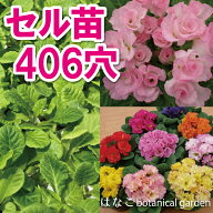【花のセル苗】プラグ苗　プリムラ　ジュリアン系・グランベル・ミックス　406穴370本　播種　自家用　業…