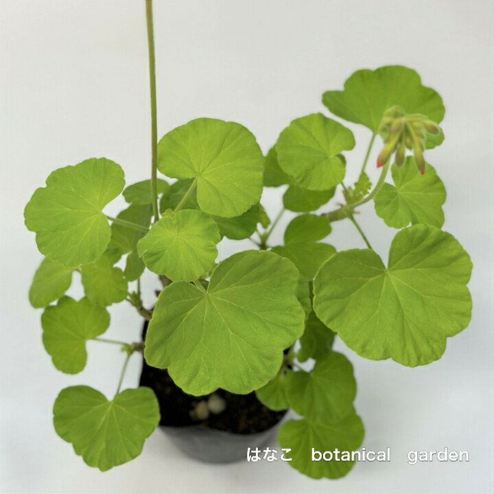 楽天市場】【ゼラニウム 苗】カラーリーフゼラニウム 古今欄 天竺葵  