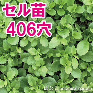 苗 ロベリアの人気商品 通販 価格比較 価格 Com