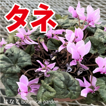 楽天市場】横山園芸 原種シクラメンの通販