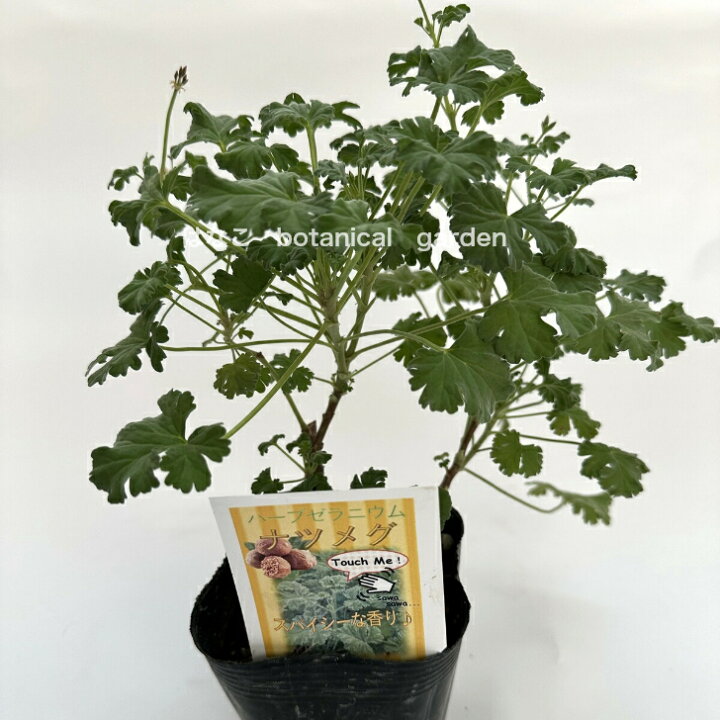 ハーブゼラニウム ナツメグ 3.5号 自家栽培 希少品種 観葉植物 家庭菜園 蚊連草 はなこ botanicalgarden ハーブゼラニウム パイン 3.5号 自家栽培 希少品種 観葉植物 家庭菜園 蚊連草