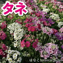 【花のタネ】　プリムラ　メラコイデス　プルミエ　ミックス (約150粒）