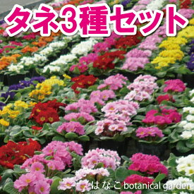 【花のタネ】プリムラ　種　3種セット