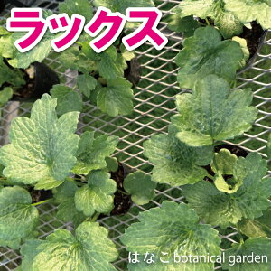 yԐʌziLX@bNX@3.5O|bg@K[fjO@؁@X߁@S҂߁@؂ԁ@t[AWg