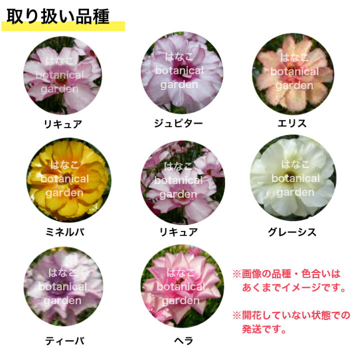 楽天市場】【期間数量限定】ラナンキュラス ラックス 3.5号ロング 