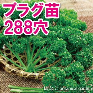 【野菜のプラセル】 パセリ セロリ 288穴260本特価 播種 自家用 業務用 送料無料 プラグ苗 セル苗