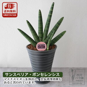 TXxA {ZVX ϗtA   j JXj Vzj zj a LO v[g Mtg 蕨 p CeAO[ ChAO[ C 