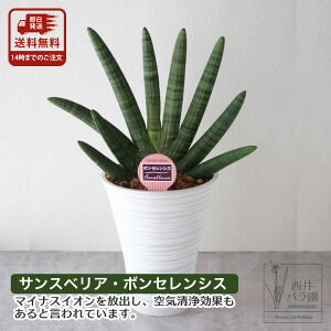 サンスベリア ボンセレンシス 観葉植物 希少 風水 お祝い 開店祝い 新築祝い 引っ越し祝い 誕生日 記念日 プレゼント ギフト 贈り物 室内用 インテリアグリーン インドアグリーン 空気清浄