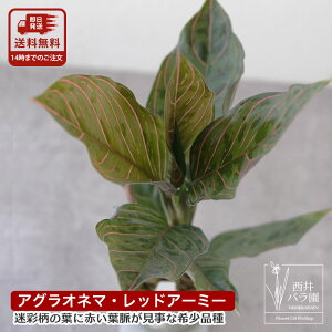 AOIl} bhA[~[ MѐA roE eE p_E 󏭎 A ϗtA ChAO[ CeA Ai CeA   2.5|bg