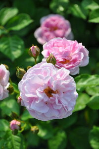 ocyczx_[bV[ Yc 6AisJ-OC20t