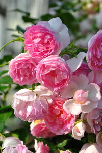 y~Gczoc WX~[i Yc 6Aim_ѐY o^insJ-IRM3ty1120̔z