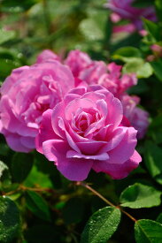 楽天市場 チャイナ 種類 植物 バラ の通販