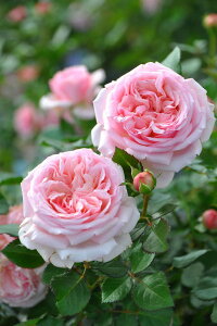 ocyczĂ̏t Yc 6Aim_insJB-YRt