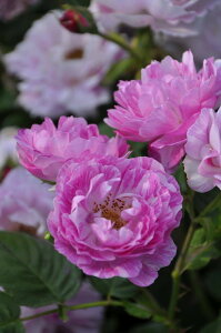 ocyczu{NC[ Yc 6AisJ-OC20t