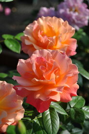 バラ苗【中苗】フェローシップ【リビンイージー】 国産苗 6号鉢植え品《J-FL20》