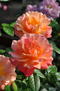 ocycztF[VbvyrC[W[z Yc 6AisJ-FL20t