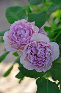 ocycz܂ق Yc 6Aim_insOM-ZENt