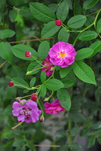 ocyczp[vXJCCi[ Yc 6AisJ-CL20t