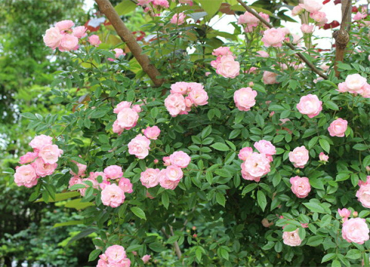 楽天市場 バラ苗 新苗 たまかずら 玉鬘 Cl桃 国産苗 契約品種 J Kwi1 バラの家 バラ苗専門店