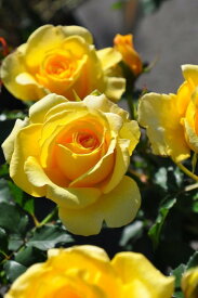 バラ苗【6号新苗】ゴールドバニー 国産苗 6号鉢植え品《J-FL10》