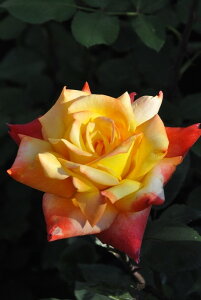 ocyczyYz^JI Yc 6AisJ-HT20t