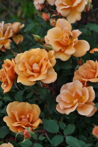 ocycz`[[uE Yc 6Aim_insJB-KWI2t