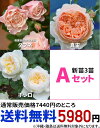 送料無料【A】特価★新苗3苗セット 【バラ苗3苗】※沖縄、離島は送料無料対象外※配送佐川急便 期間限定 SALEアイテム