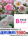 送料無料【B】特価★新苗3苗セット 【バラ苗3苗】※沖縄、離島は送料無料対象外※配送佐川急便 期間限定 SALEアイテム