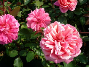 ocyczAVfbNWZt Yc 6AisJ-OB20t