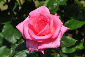 楽天市場 バラ苗 アロマテラピーの通販