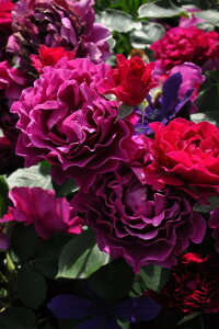 ocyczp[vXv_[ Yc 6AisJ-FL20t