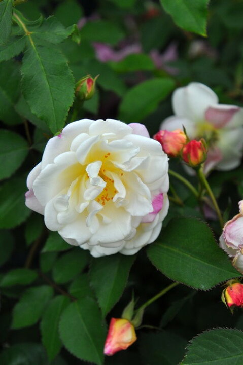 楽天市場 大苗 バラ苗 Apricot Bells Hmsk杏 国産苗 6号鉢植え品 即納 J Cl バラの家 バラ苗専門店 楽天市場 大苗 バラ苗 Apricot Bells Hmsk杏 国産苗 6号鉢植え品 即納 J Cl バラの家 バラ苗専門店