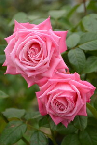 y~Gczoc EFfBOxY Yc 6Aim_ѐY o^insJ-IRM3ty1120̔z