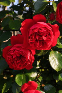 y~Gczoc teB[i Yc 6Aim_insJ-IRM3ty1120̔z