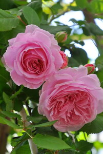 y~Gczoc }[wGbe Yc 6Aim_ѐY o^insJ-IRM3ty1120̔z