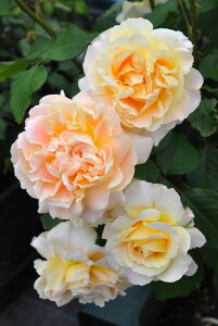 ocyczJpl Yc 6Aim_insJB-YRt