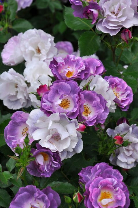 楽天市場 バラ苗 6号新苗 ブルーフォーユー Fl紫 国産苗 6号鉢植え品 契約品種 Om Zek バラの家 バラ苗専門店