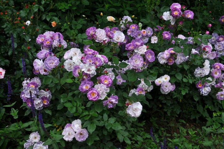 楽天市場 バラ苗 6号新苗 ブルーフォーユー Fl紫 国産苗 6号鉢植え品 契約品種 Om Zek バラの家 バラ苗専門店