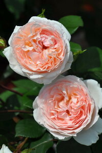 y~Gczoc wc@Eo[ Yc 6Aim_ѐY o^insJ-IRM3ty1120̔z