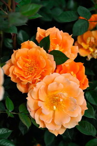 バラ苗【中苗】ブリッジオブサイツ 国産苗 6号鉢植え品《J-CL20》