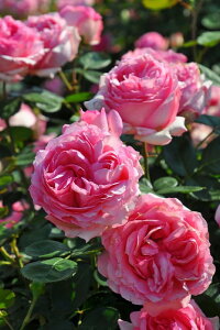 ocyczqXg[ Yc 6Aim_ѐY o^insIR-IRO3t