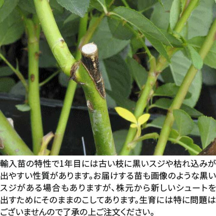楽天市場 大苗 バラ苗 ジュードジオブスキュア Er杏黄 輸入苗 7号鉢植え品 即納 農林水産省 登録品種 Er Y バラの家 バラ 苗専門店