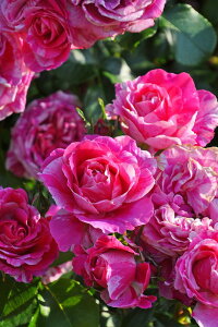 y~Gczoc t{[Yoj[ Yc 6Aim_ѐY o^insJ-IRM3ty1120̔z