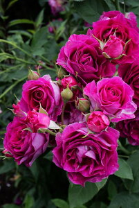�o���c�y�V�c�z�����v���W�[�� ���Y�c�m�_��i��n�sOM-GU�t�y0413�̔��z