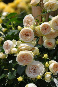 y~Gczoc NX Yc 6Aim_ѐY o^insJ-IRM3ty1120̔z