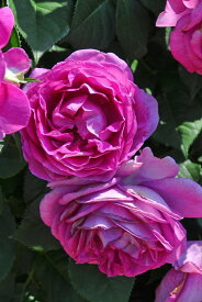 【冬季大苗】バラ苗 オドゥールダムール 国産苗 6号鉢植え品［農林水産省 品種登録出願中］《IR-IRO3》【0109販売】