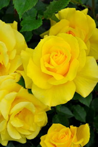 ocyczt[WA Yc 6AisJ-FL20t