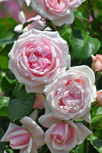 ocyczv`gAm Yc 6Aim_ѐY o^insIR-IRO3t