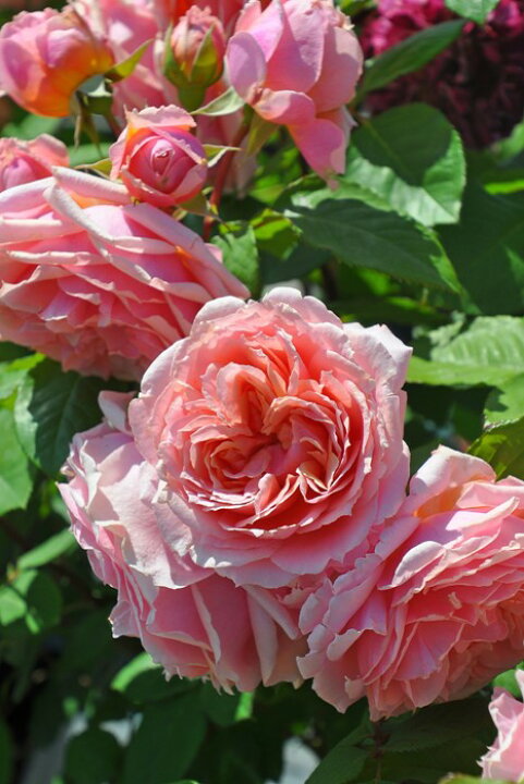 楽天市場 バラ苗 中苗 ポールボキューズ Gen杏桃 国産苗 6号鉢植え品 契約品種 J Gu バラの家 バラ苗専門店