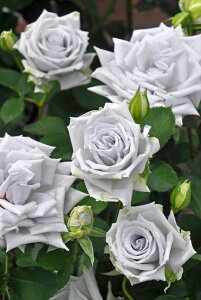 ocyczu[wu Yc 6Aim_insTK-TKt